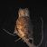 Cape Eagle-Owl